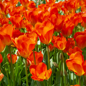 Tulipa Orange Breeze, Blushing Apeldorn, Appeldorn's Elite, Narcissus Martinette - Bulbes de printemps pour massif jaune et orange  - Bulbes à floraison printanière