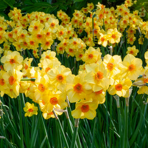 Bulbes de printemps pour massif jaune et orange  - Tulipa Orange Breeze, Blushing Apeldorn, Appeldorn's Elite, Narcissus Martinette - Willemse