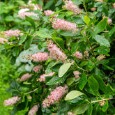 Clethra Flèche rose - Willemse