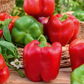 Capsicum annuum California Wonder - Poivron California Wonder - Poivrons