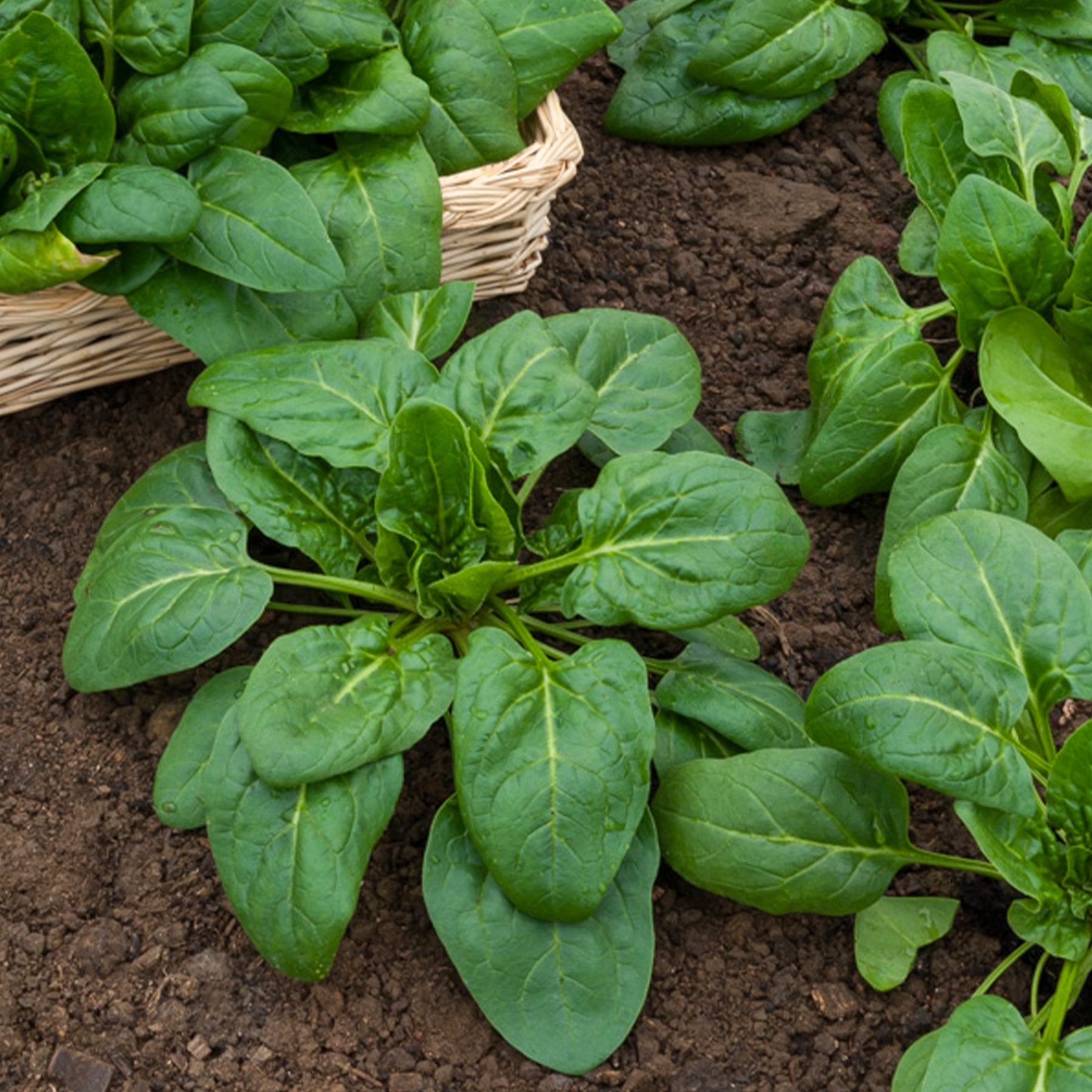 Epinard Samos HF1 - Willemse