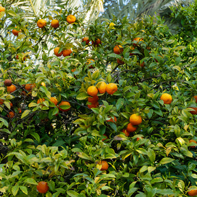 Mandarinier - Agrumes - Willemse