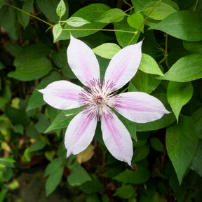 Clématites - Clématite Nelly Moser - Clematis 'nelly moser'