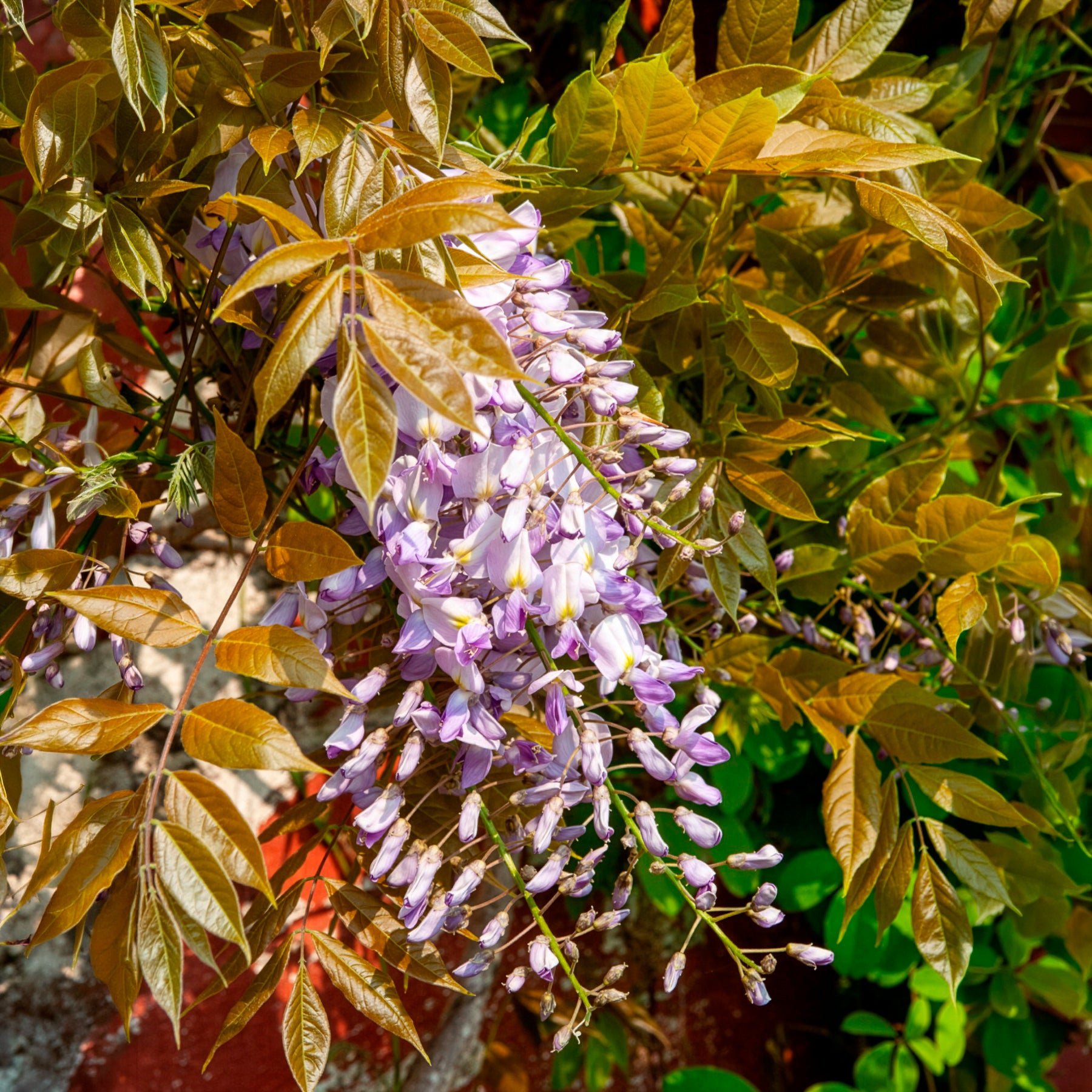 Glycine de Chine 'Caroline'