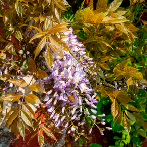 Glycine de Chine 'Caroline'