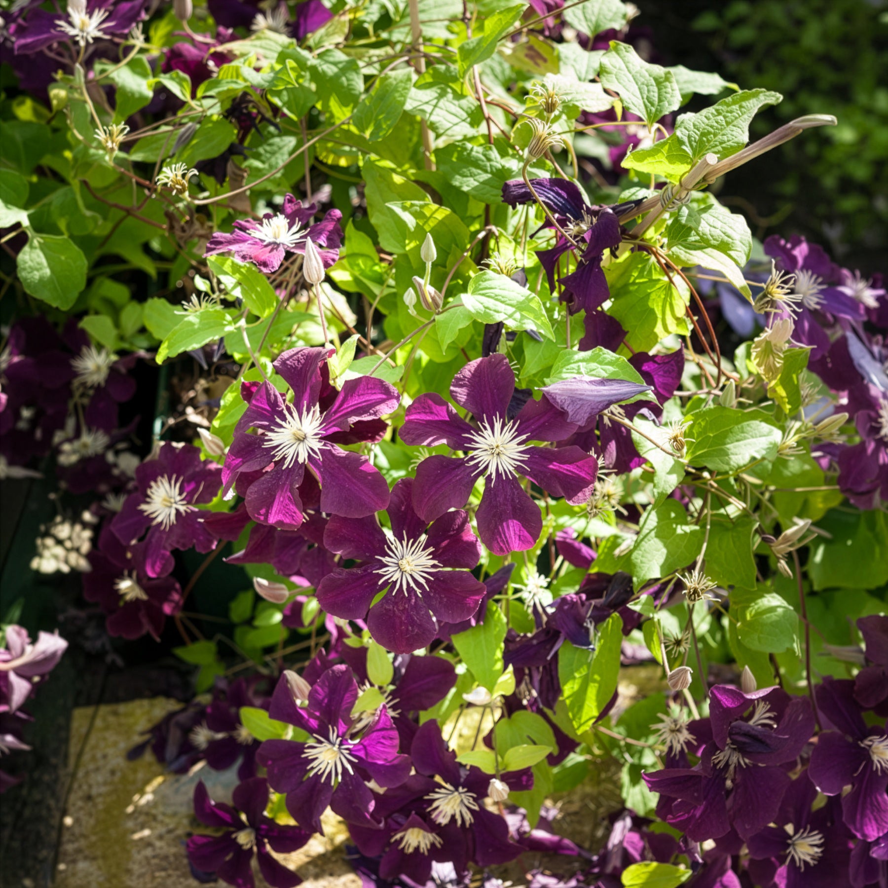 Clématites - Clématite Warszawska Nike - Clematis Warszawska Nike