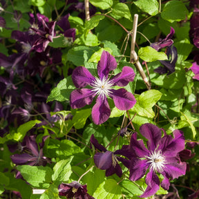 Vente Clématite Warszawska Nike - Clematis Warszawska Nike