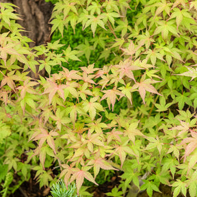 Erable du Japon - Erable du Japon Beni Maiko - Acer palmatum Beni Maiko