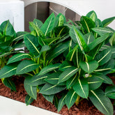 Dieffenbachia 'Green Magic'