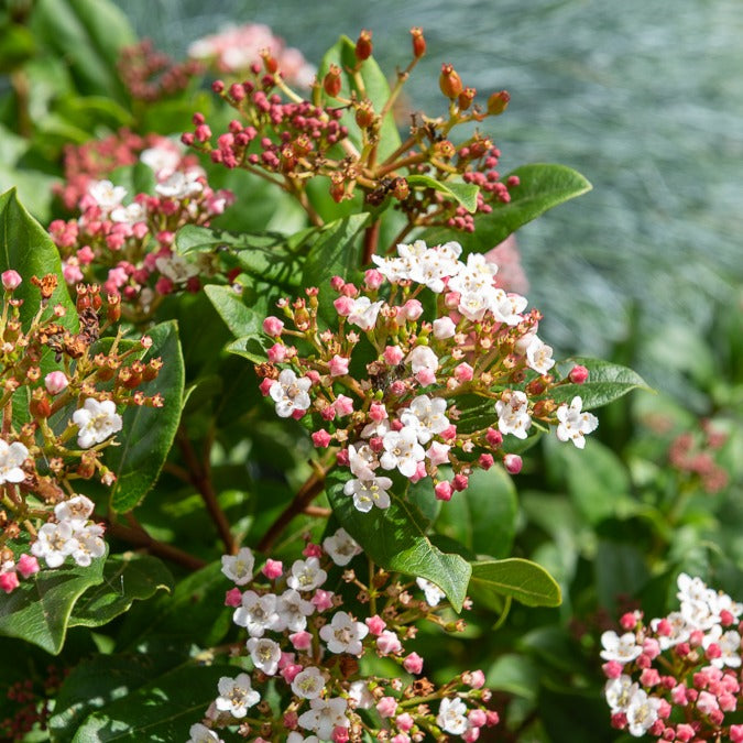 Viorne tin Gwenllian - Viburnum tinus Gwenllian - Willemse