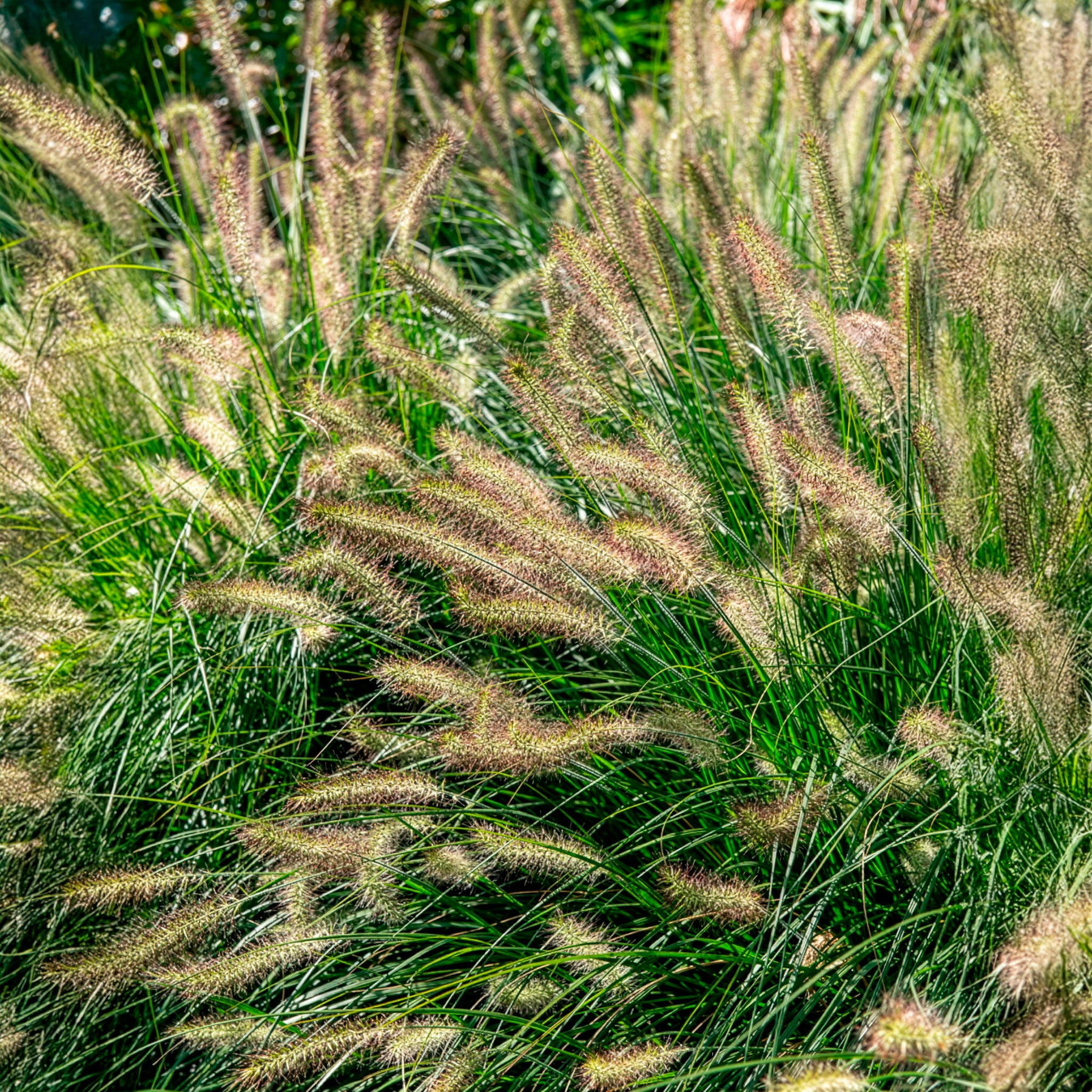 Herbe aux écouvillons Hameln - Pennisetum - Pennisetum - Willemse