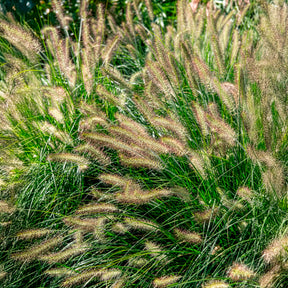 Herbe aux écouvillons Hameln - Pennisetum - Pennisetum - Willemse