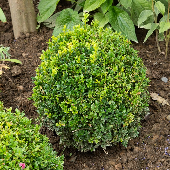 Vente Buxus sempervirens - Buis commun