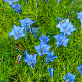 Gentiane chinoise d'automne - Gentiana sino-ornata - Willemse