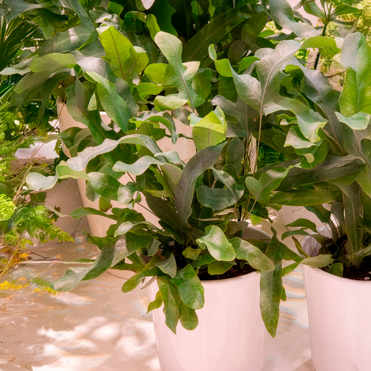 Fougère Blue Star - Phlebodium blue star - Willemse