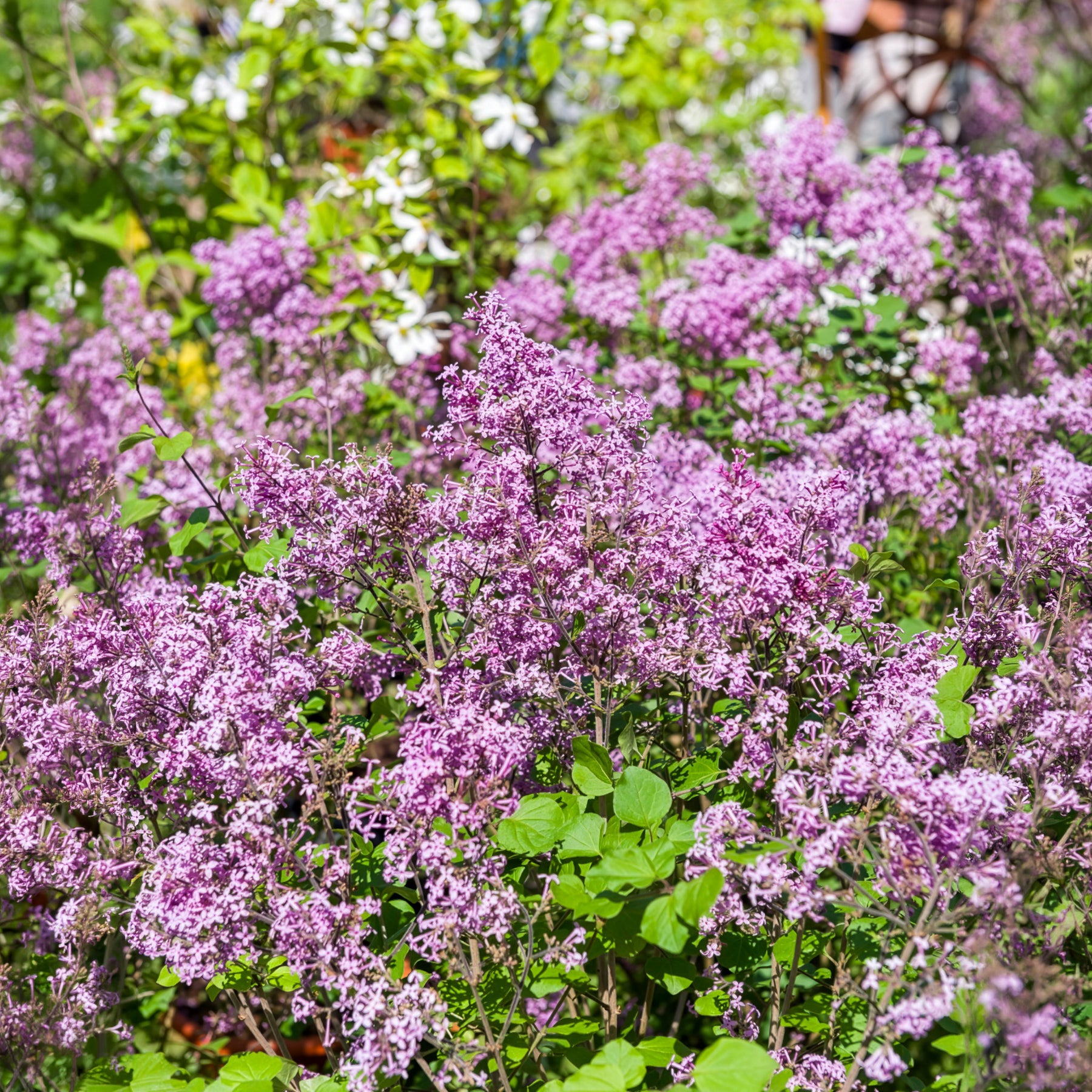 Lilas nain  'Dark Purple'