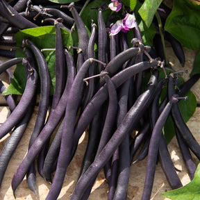 Haricot mangetout Purple Queen - Willemse