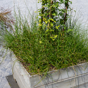Juncus effusus spiralis - Jonc épars Spiralis - Jonc
