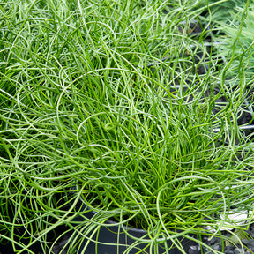 Jonc - Jonc épars Spiralis - Juncus effusus spiralis