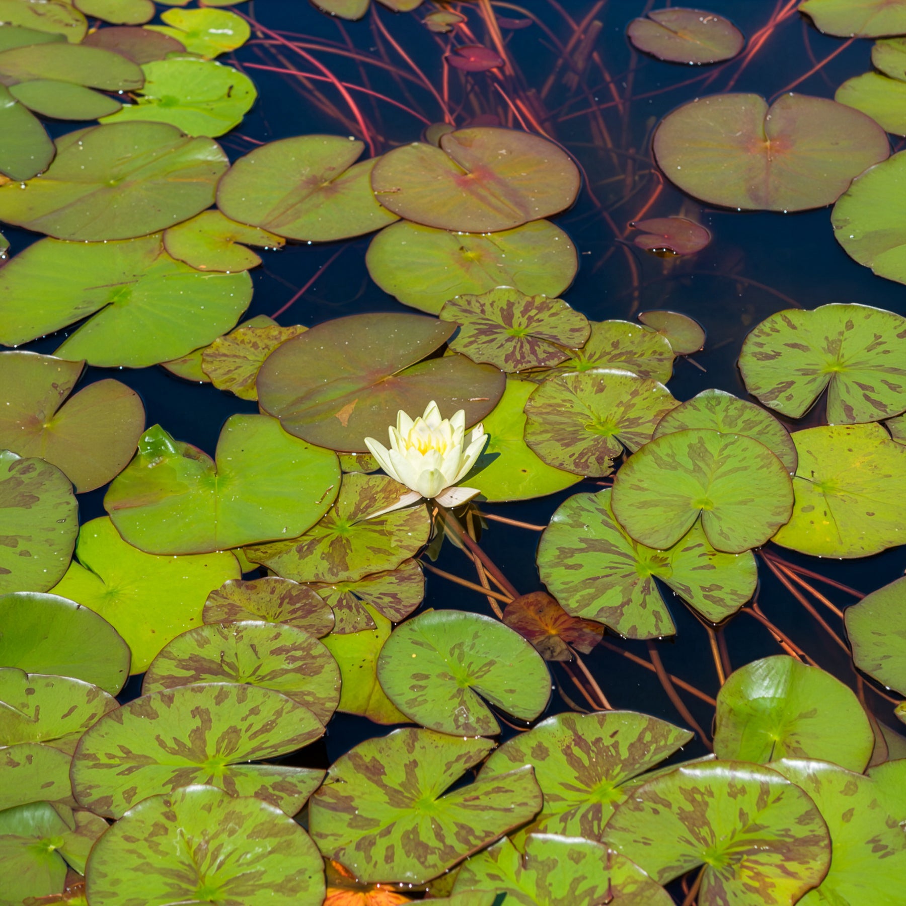 Nénuphar Marliacea Chromatella