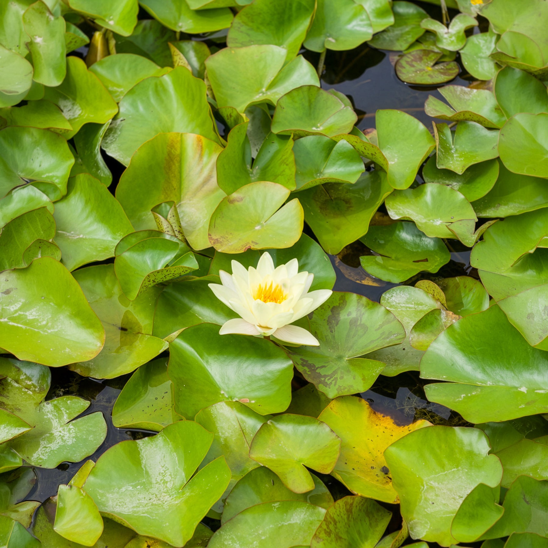 Nénuphar Marliacea Chromatella
