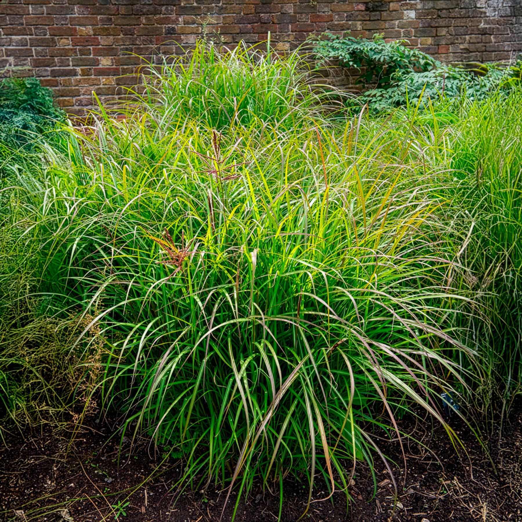 Eulalie Ferner Osten - Miscanthus sinensis Ferner Osten - Willemse