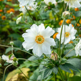 Anémone du Japon Whirlwind - Willemse