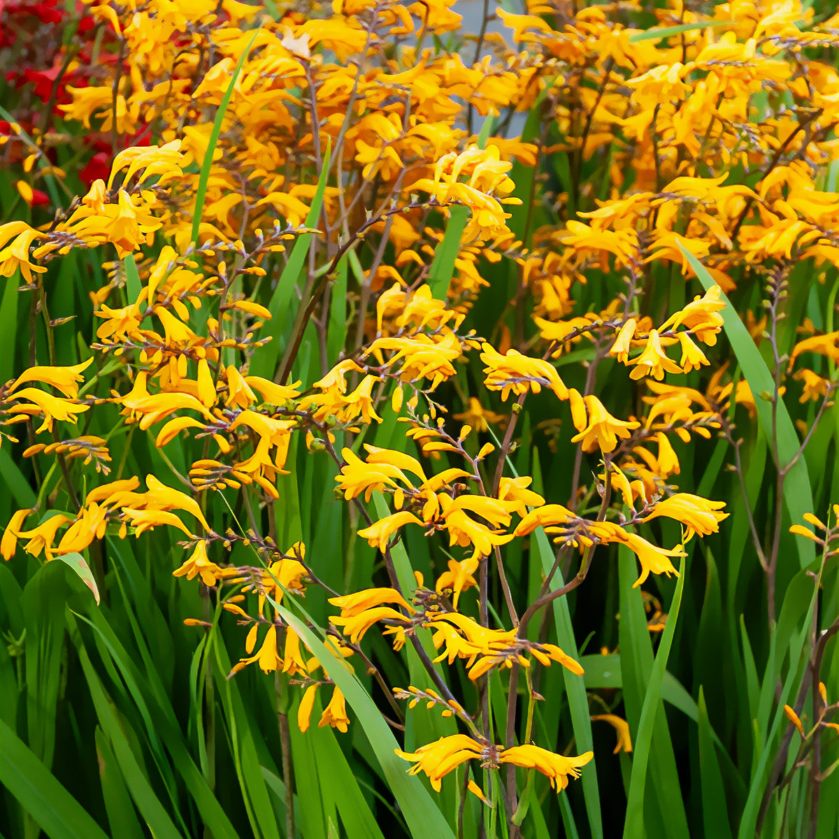 20 Crocosmia Sunglow - Willemse
