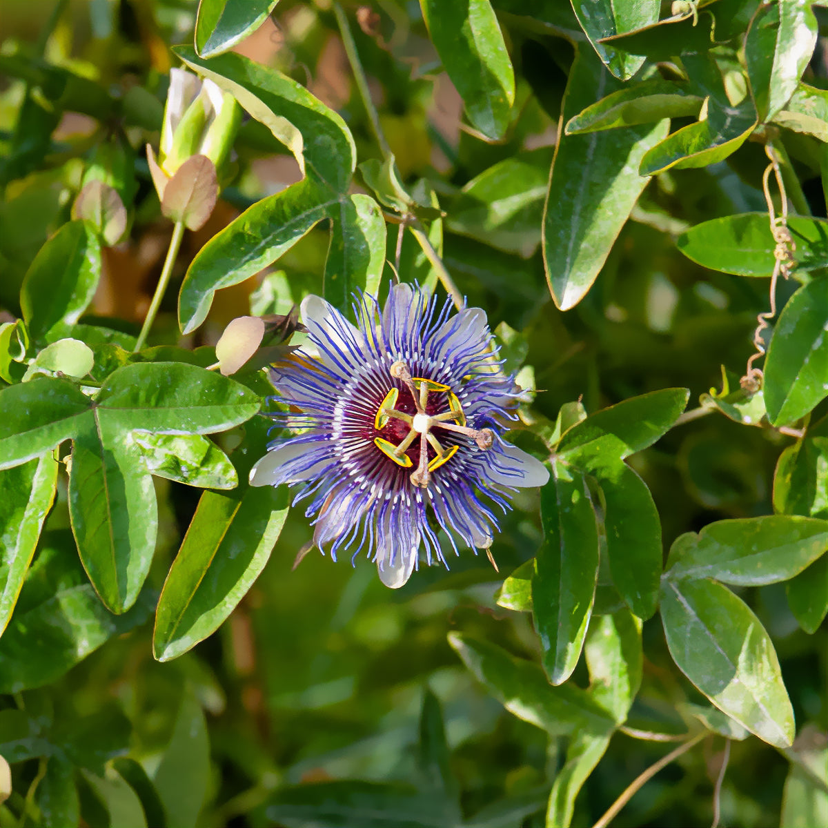 Passiflore Purple rain
