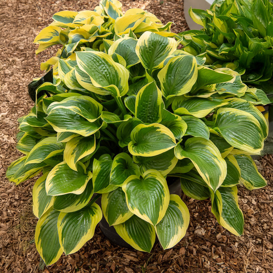 Hosta Queen Josephine - Hosta queen josephine - Willemse
