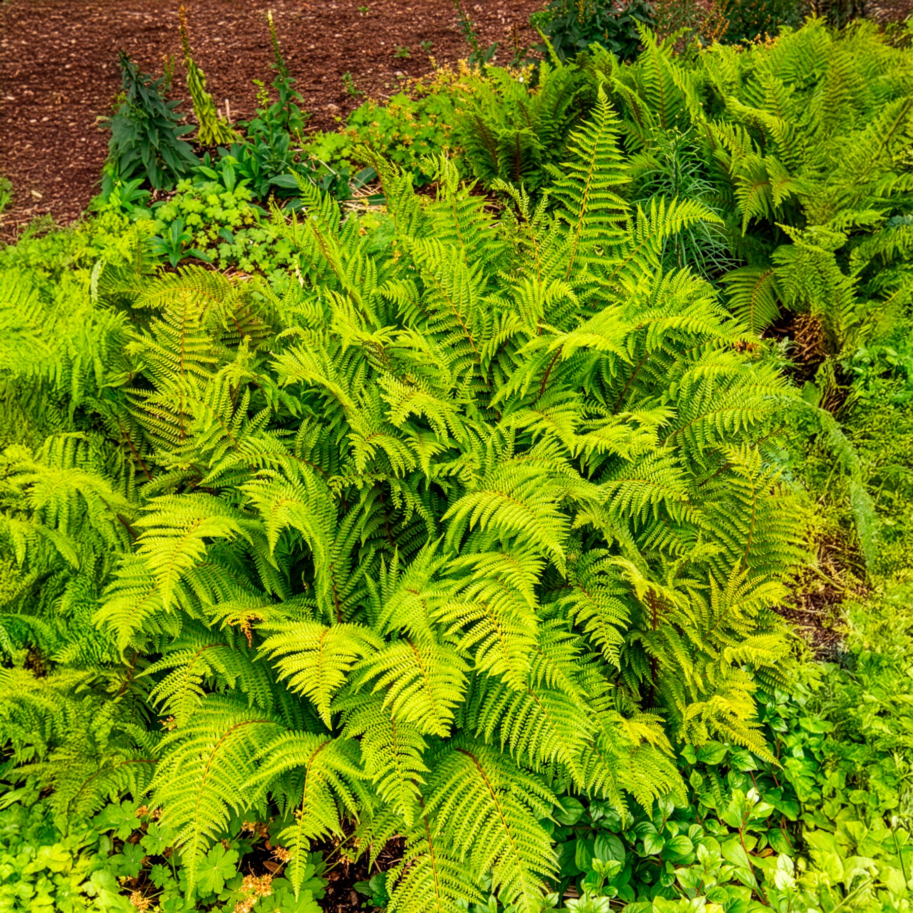 Fougères - Aspidie à cils raides Herrenhausen - Fougère - Polystichum setiferum Herrenhausen