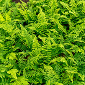 Vente Aspidie à cils raides Herrenhausen - Fougère - Polystichum setiferum Herrenhausen