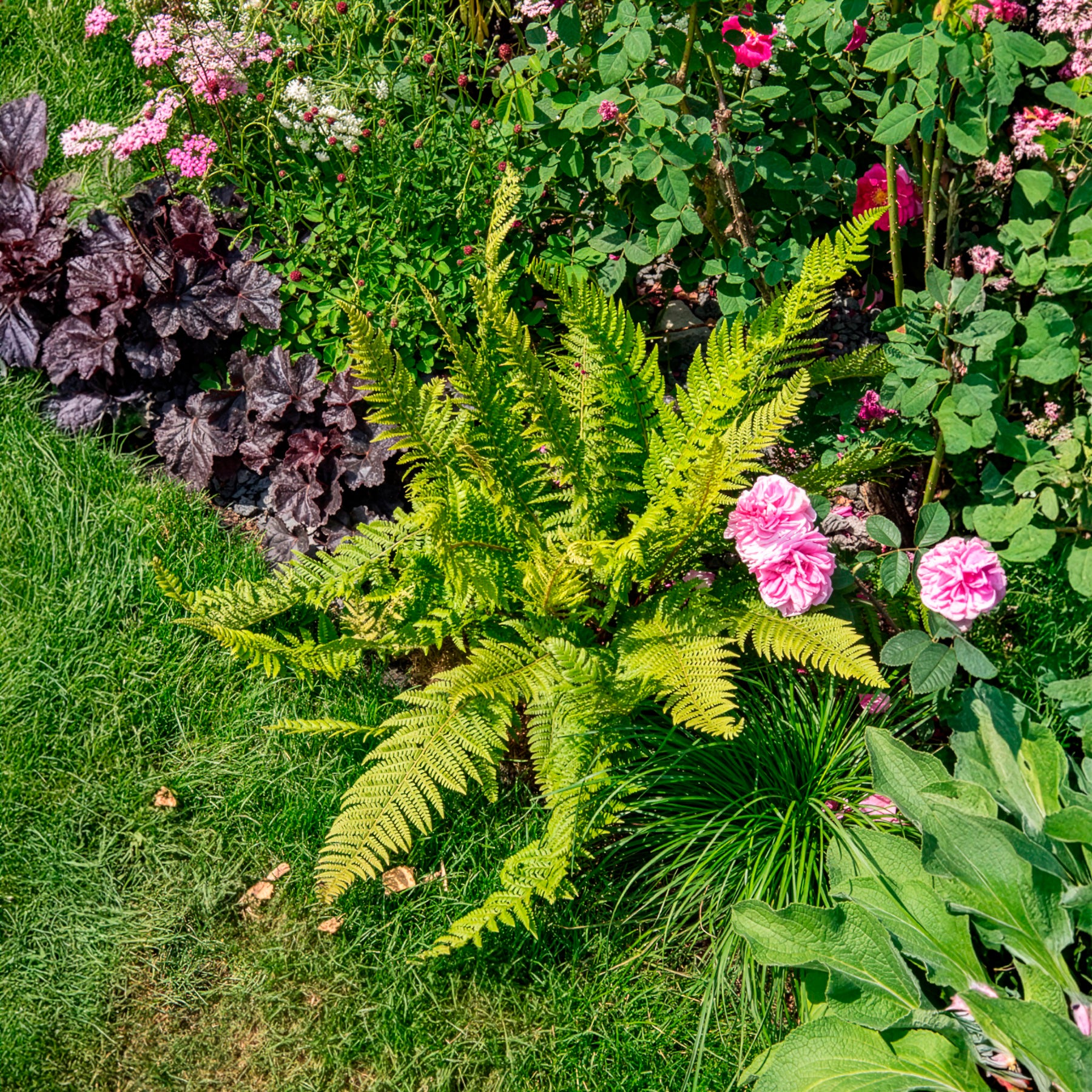 Vente Aspidie à cils raides Herrenhausen - Fougère