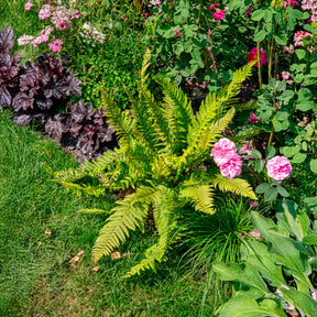 Vente Aspidie à cils raides Herrenhausen - Fougère