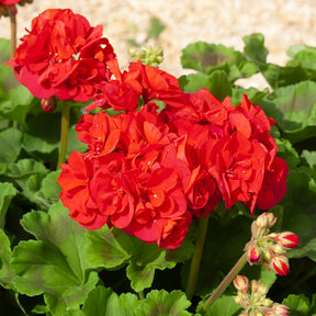 Géranium de balcon - 3 Géraniums à massifs rouges Toscana ® - Pelargonium zonale toscana ®