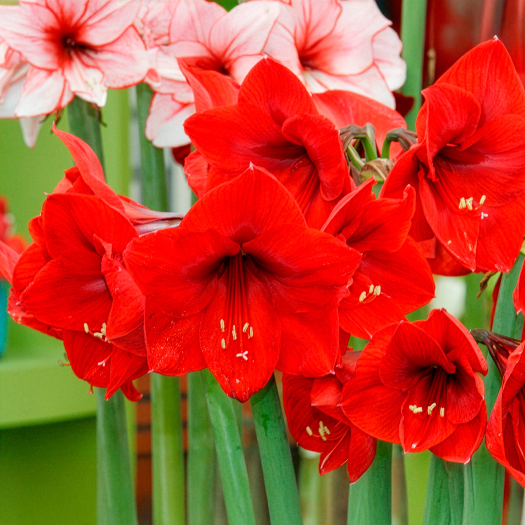 Amaryllis - Amaryllis rouge - Amaryllis red lion