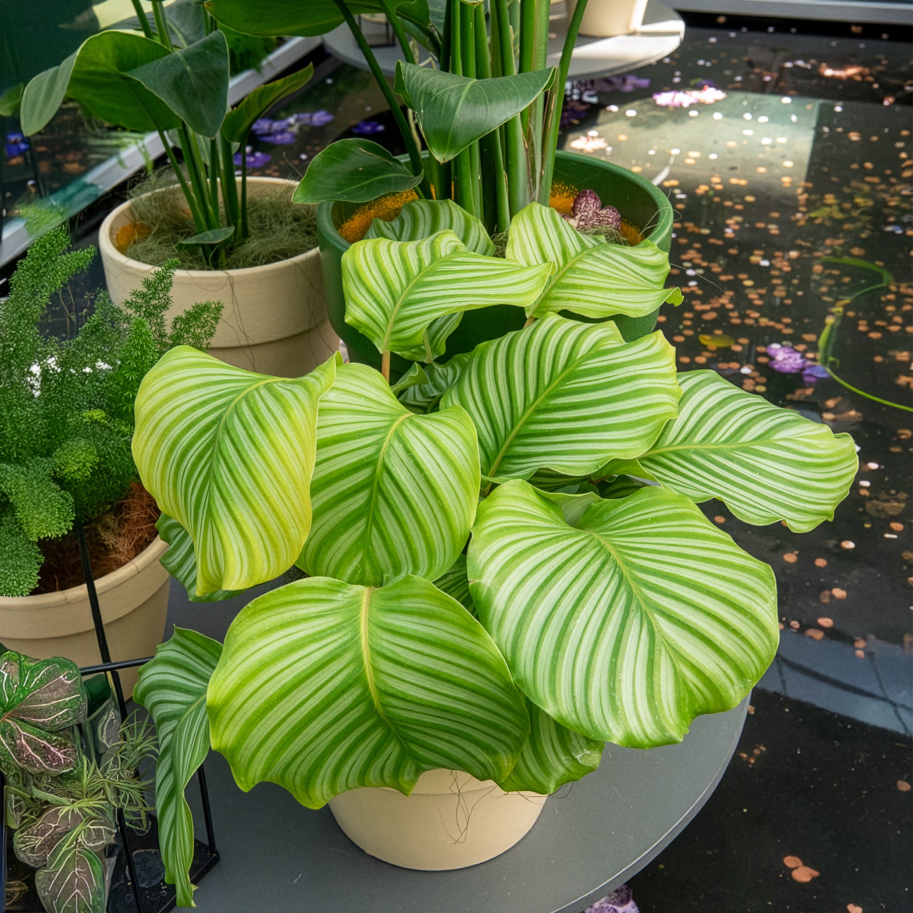 Calathea - Calathea orbifolia - Calathea orbifolia