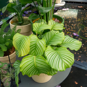 Calathea - Calathea orbifolia - Calathea orbifolia