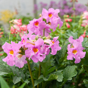 Incarvillea delavayi - 4 Terreurs des taupes blanches et roses - Incarvillea delavayi - Fleurs vivaces