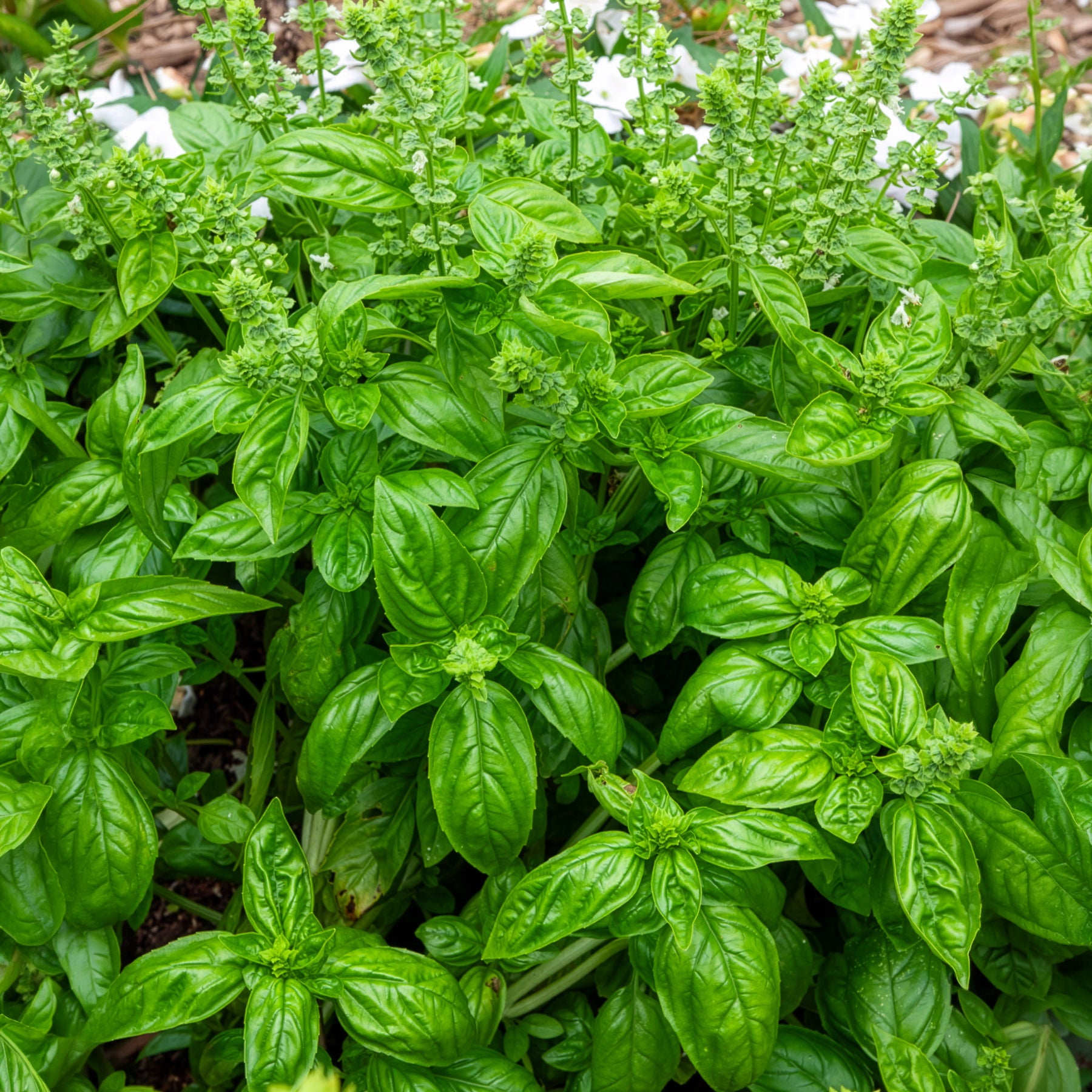 Vente Basilic amélioration de Genovese Bio - Ocimum basilicum genovese