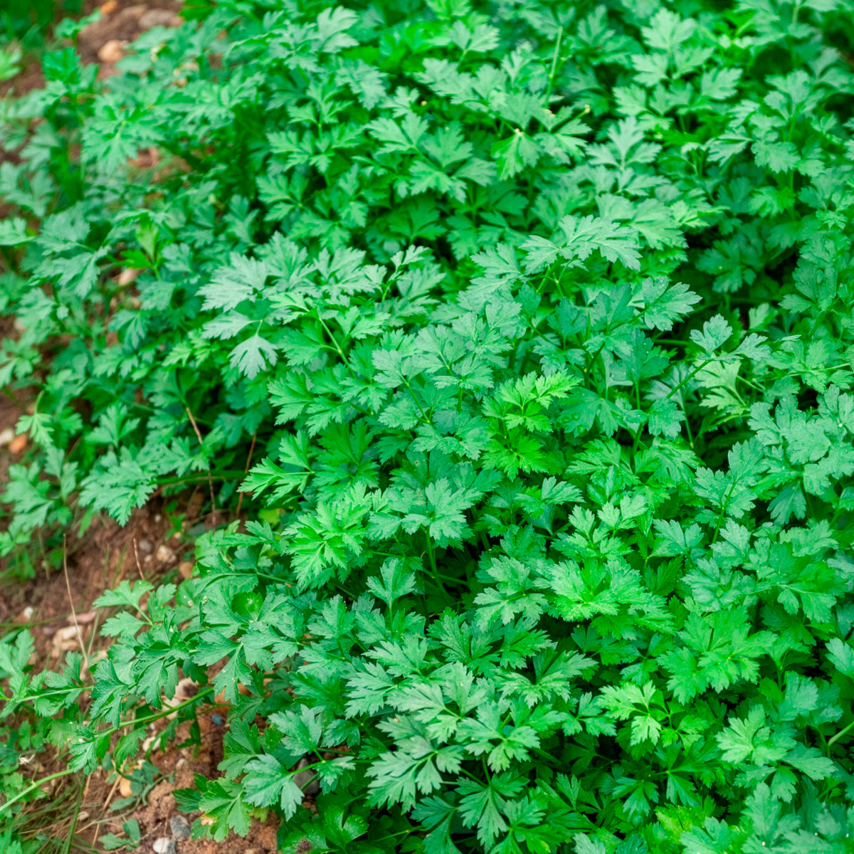 Persil Géant d'Italie - Petroselinum crispum géant d'italie - Willemse