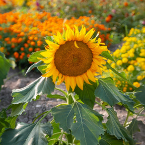 Tournesol - Helianthus - Tournesol à fleur simple naine Sunspot - Helianthus annuus Sunspot