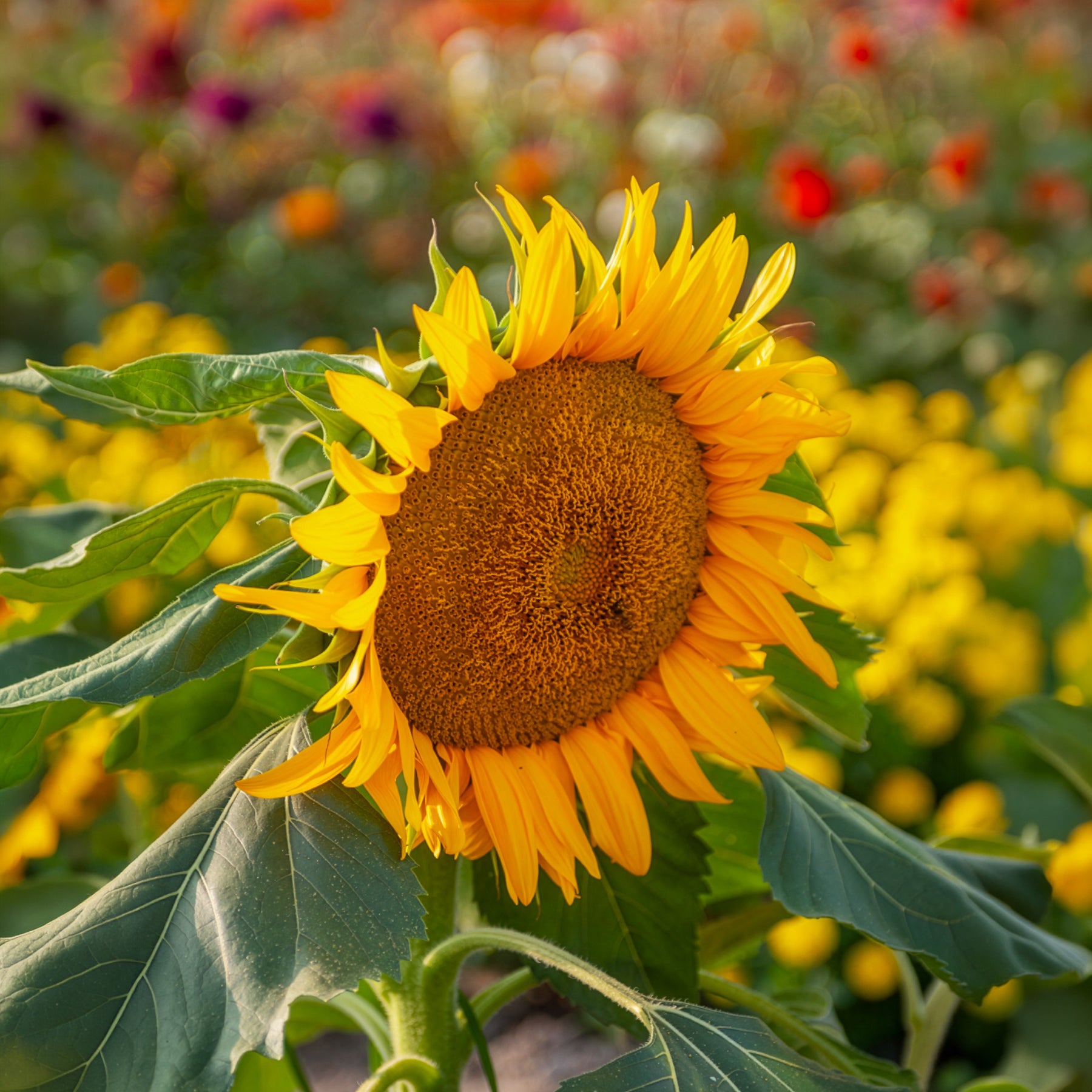 Vente Tournesol à fleur simple naine Sunspot - Helianthus annuus Sunspot