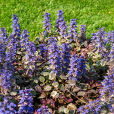 Bugle rampante Burgundy Glow - Willemse