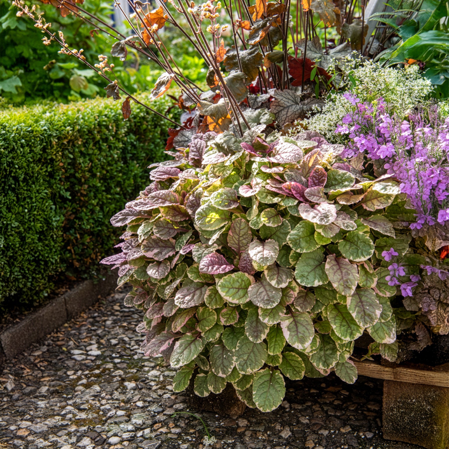 Bugle - Bugle rampante Burgundy Glow - Ajuga reptans Burgundy Glow