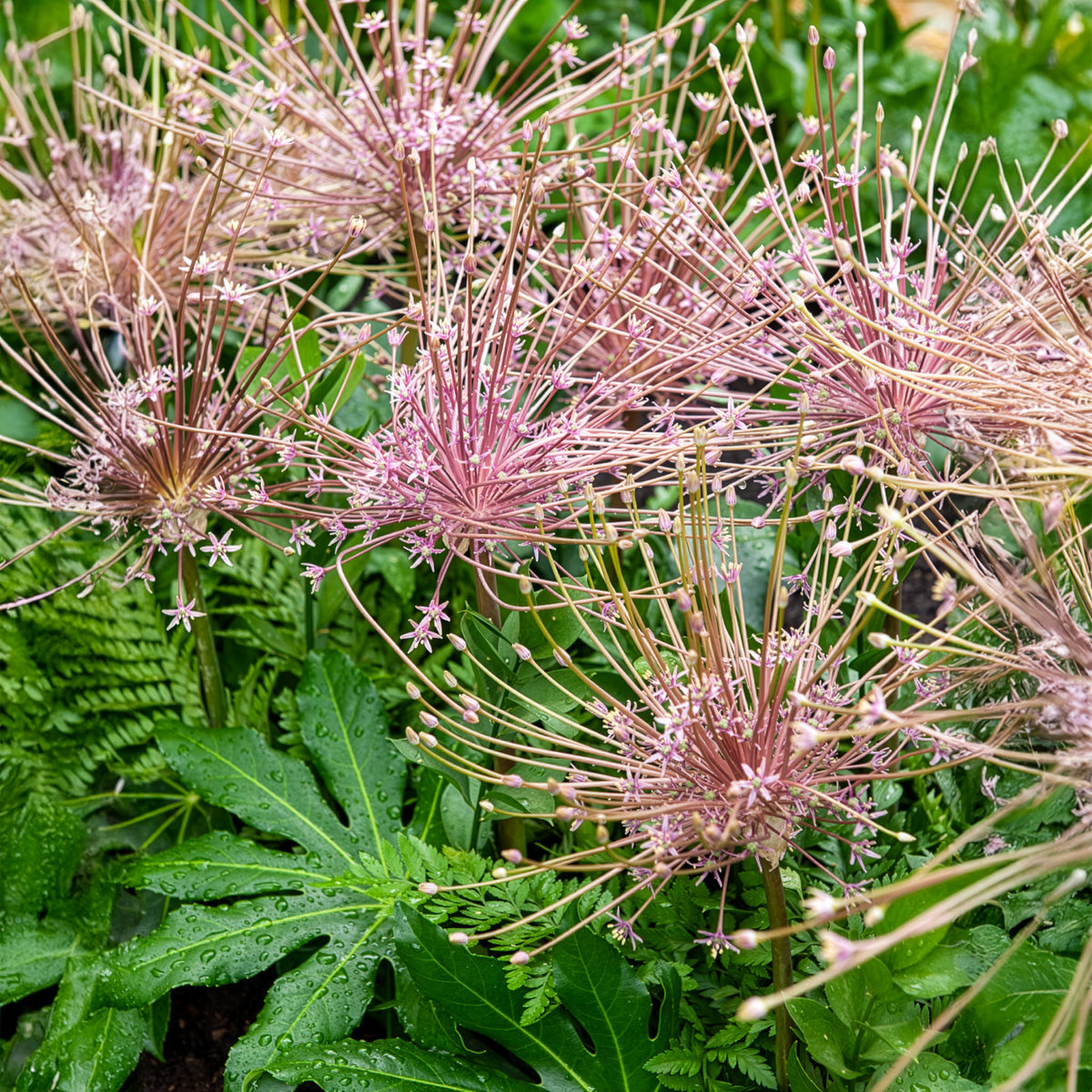 5 Alliums Schubertii - Willemse