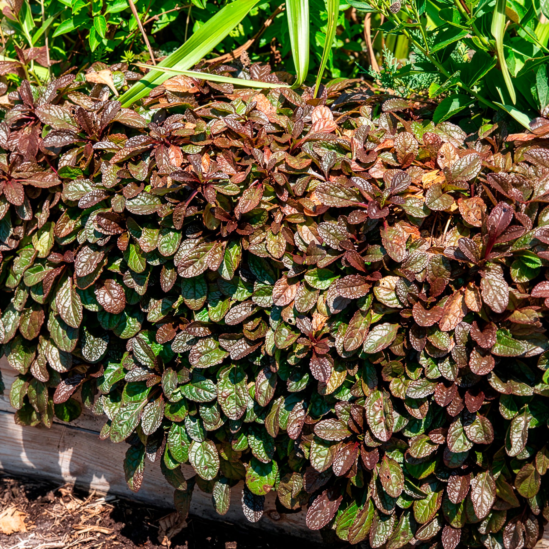 Vente Bugle rampante Atropurpurea