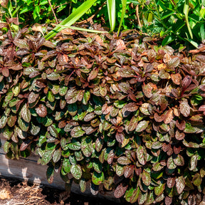 Vente Bugle rampante Atropurpurea