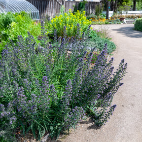 Echium vulgare