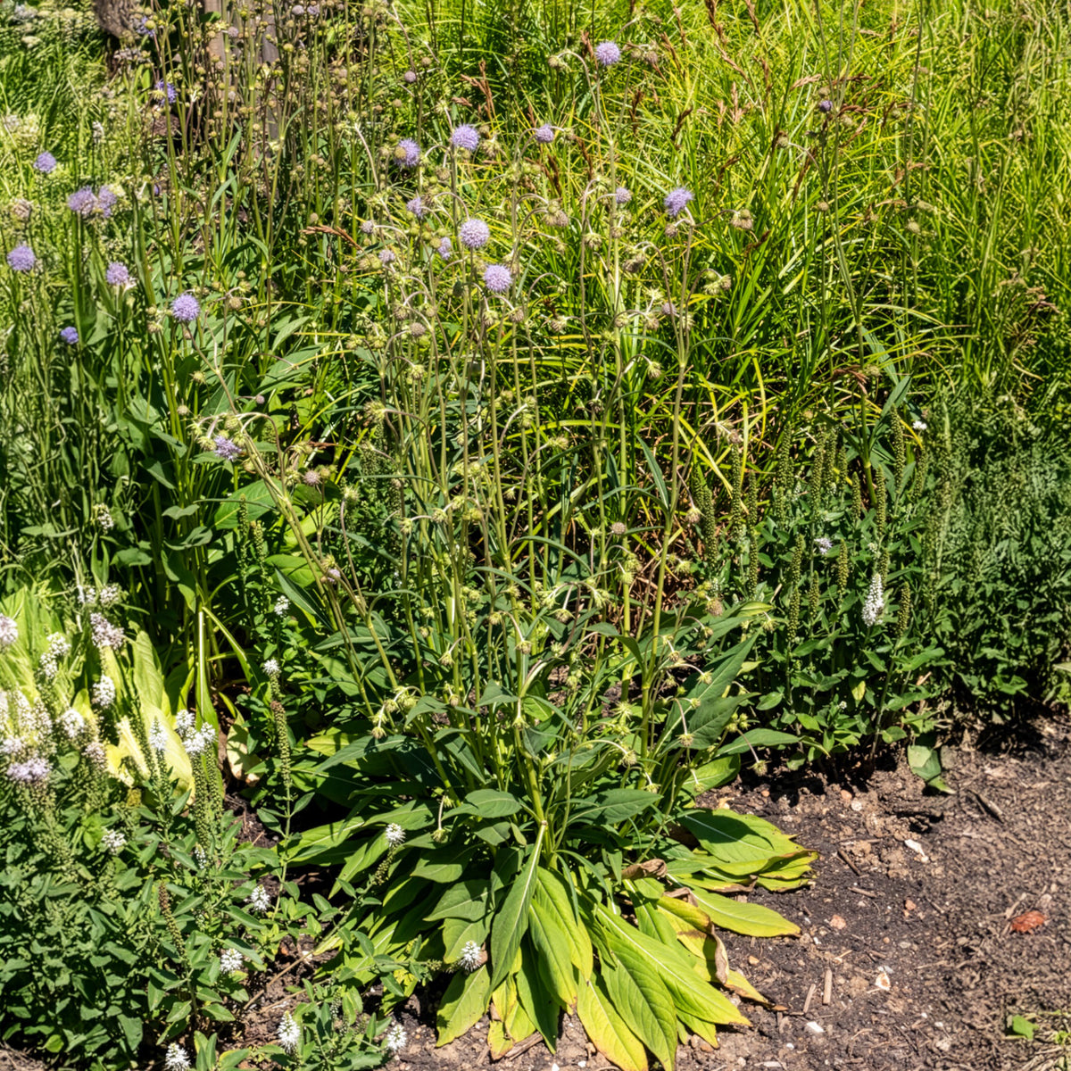 Succise des prés - Succisa pratensis - Willemse